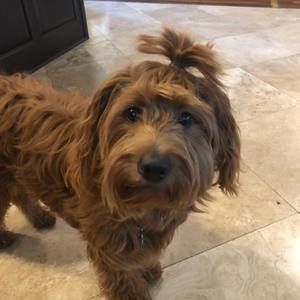 Meet your Posher, Su